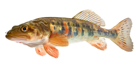 Colorful Freshwater Fish Identification, Habitat, and Conservation