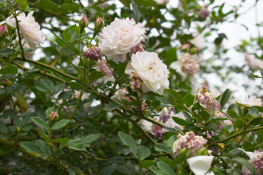 Rosa great maiden's blush white flower, Spring Flowering white Flower Heads on an Old English Rose (Rosa 'Great Maiden's Blush) with leaves, white double Alba rose Maiden's Blush flowers in a garden