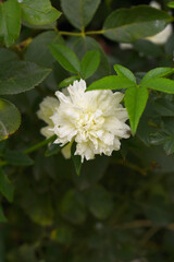 Rosa great maiden's blush white flower, Spring Flowering white Flower Heads on an Old English Rose (Rosa 'Great Maiden's Blush) with leaves, white double Alba rose Maiden's Blush flowers in a garden