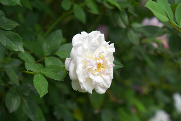 Rosa great maiden's blush white flower, Spring Flowering white Flower Heads on an Old English Rose (Rosa 'Great Maiden's Blush) with leaves, white double Alba rose Maiden's Blush flowers in a garden