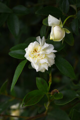Fototapeta premium Rosa great maiden's blush white flower, Spring Flowering white Flower Heads on an Old English Rose (Rosa 'Great Maiden's Blush) with leaves, white double Alba rose Maiden's Blush flowers in a garden