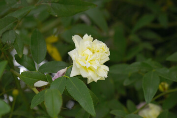 Rosa great maiden's blush white flower, Spring Flowering white Flower Heads on an Old English Rose (Rosa 'Great Maiden's Blush) with leaves, white double Alba rose Maiden's Blush flowers in a garden