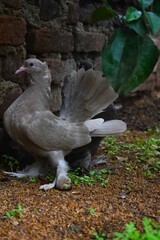 Two distinct pigeons, one light grey and one dark, stand side-by-side on a grassy patch against a rustic brick wall, both featuring feathered feet.