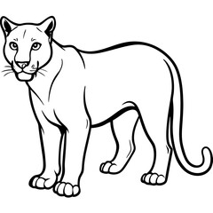 Obraz premium Cougar in Stalking Position with Low Body and Sharp Eyes