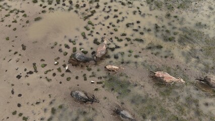 top view aerial uav buffalo landscape.Thai buffalo herd standing in the meadow,Buffalo in the countryside 