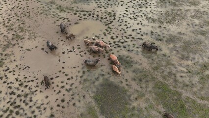top view aerial uav buffalo landscape.Thai buffalo herd standing in the meadow,Buffalo in the...