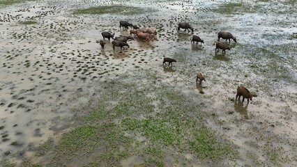 top view aerial uav buffalo landscape.Thai buffalo herd standing in the meadow,Buffalo in the...