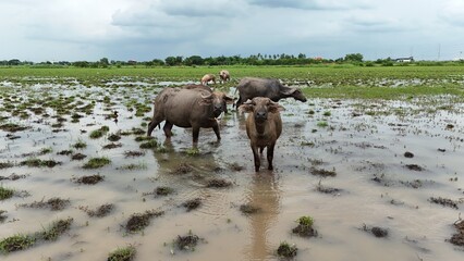 top view aerial uav buffalo landscape.Thai buffalo herd standing in the meadow,Buffalo in the...
