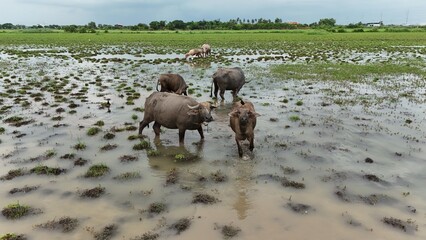 top view aerial uav buffalo landscape.Thai buffalo herd standing in the meadow,Buffalo in the...