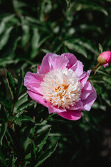 Vibrant peony blossom in a garden during springtime sunlight