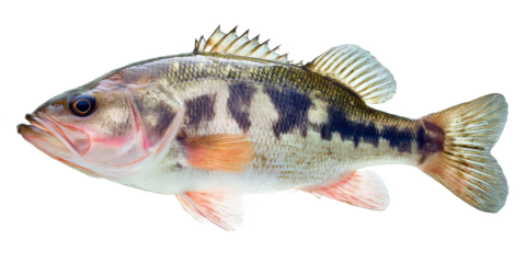 Striped Bass Fish A Detailed Look at Anatomy, Habitat, and Behavior