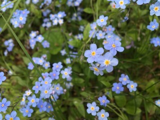 Forget-me-not blue flowers in full bloom on green background.