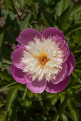 Fleur de pavot aux pétales roses et blancs