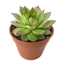 Isolated green with red edges succulent plant in terracotta pot