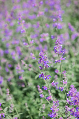 Purple flowers bloom in a vibrant garden during a sunny day in springtime