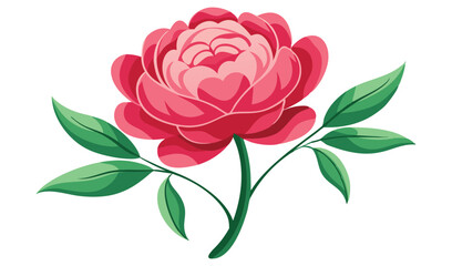 Single pink peony flower with green leaves