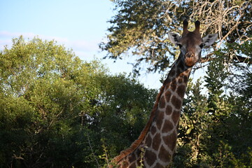 giraffe in the wild