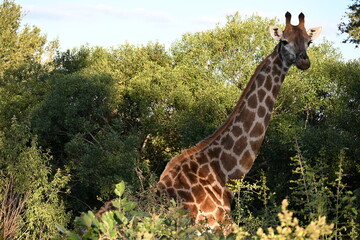 giraffe in kruger national park 