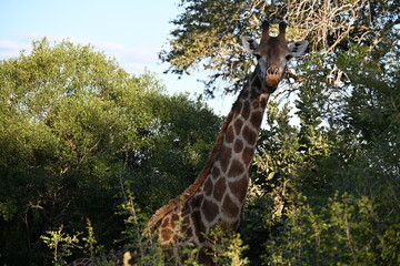 giraffe in kruger national park 