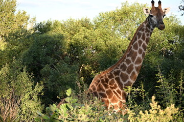 giraffe in kruger national park 
