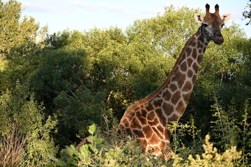 giraffe in kruger national park 