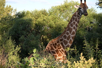 giraffe in kruger national park 