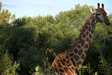 giraffe in kruger national park 