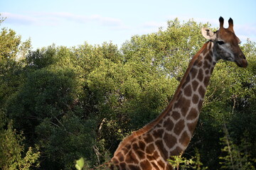 giraffe in kruger national park 