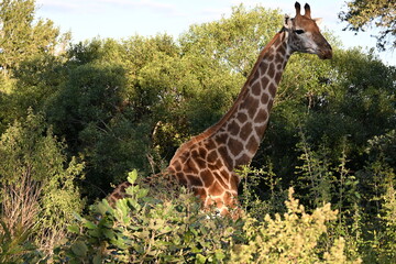 giraffe in the wild