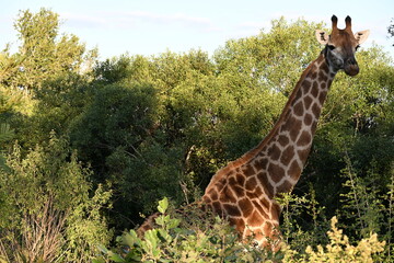 giraffe in the wild in kruger national park south africa 