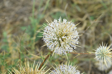 Echinops sphaerocephalus, Echinops sphaerocephalus known as Great Globe Thistle or Pale Globe Thistle, A summer plant in the wild in a meadow, Wild flower with thorns and spines bloomed