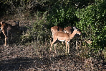 impala antelope in kruger national park 