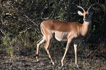 impala antelope in kruger national park