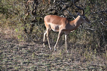 impala antelope in kruger national park