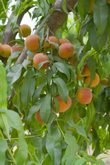 Fresh Ripe Peach fruits on a tree branch with leaves closeup, A bunch of ripe Peaches on a branch, Ripe delicious fruit peaches on the tree, Ripe sweet peach fruits grow on a peach tree branch