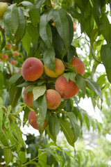 Fresh Ripe Peach fruits on a tree branch with leaves closeup, A bunch of ripe Peaches on a branch,...