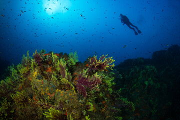 Unterwasserfoto eines Tauchers vor einer Steilwand mit Gorgonien