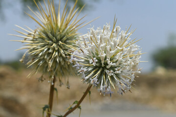 Fototapeta premium Echinops sphaerocephalus, Echinops sphaerocephalus known as Great Globe Thistle or Pale Globe Thistle, A summer plant in the wild in a meadow, Wild flower with thorns and spines bloomed