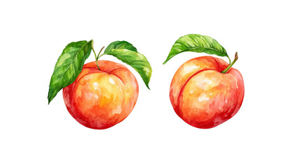 Two Watercolor Peaches with Leaves Isolated on Transparent Background