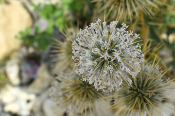 Fototapeta premium Echinops sphaerocephalus, Echinops sphaerocephalus known as Great Globe Thistle or Pale Globe Thistle, A summer plant in the wild in a meadow, Wild flower with thorns and spines bloomed