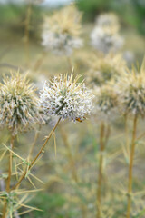 Echinops sphaerocephalus, Echinops sphaerocephalus known as Great Globe Thistle or Pale Globe Thistle, A summer plant in the wild in a meadow, Wild flower with thorns and spines bloomed