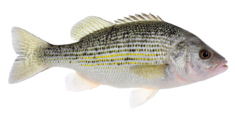 Striped Bass Fish Identification, Habitat, and Conservation