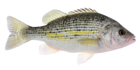 Striped Bass Fish Identification, Habitat, and Conservation