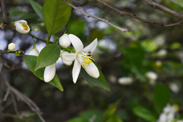 Blossoming orange tree flowers, orange blossoms, Spring harvest, closeup of Orange tree branches...