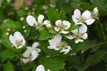 Blackberry flowers blooming in the garden, Beautiful in spring bloom garden. Blackberry bush with white flowers, Blossoming blackberry bush and bee, sunny spring day, Chakwal, Punjab, Pakistan