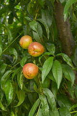 Fresh young unripe nectarine fruits on a tree branch with leaves closeup, A bunch of unripe...
