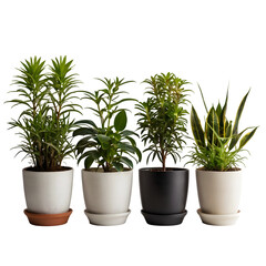 Obraz premium Four houseplants in pots isolated on transparent background