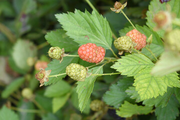Natural food - fresh ripe and unripe blackberries in a garden. Bunch of ripe and unripe blackberry fruit on branch with green leaves on a farm. Close-up, blurred background. Chakwal, Punjab, Pakistan