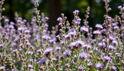Obraz premium the image is a composite of two photographs placed side by side. on the left, there's an overgrown patch with purple flowers that are out of focus, giving an impression of depth and wildness