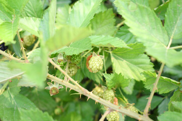 Natural food - fresh ripe and unripe blackberries in a garden. Bunch of ripe and unripe blackberry fruit on branch with green leaves on a farm. Close-up, blurred background. Chakwal, Punjab, Pakistan